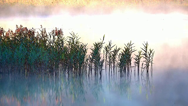 芦苇，山中的晨雾，晨雾，晨露，视频效果，艾特尔，阿尔卑斯，奈瑟尔旺，Allgäu, 4K