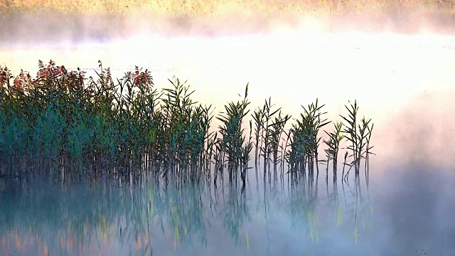 详情图-芦苇，山中的晨雾，晨雾，晨露，视频效果，艾特尔，阿尔卑斯，奈瑟尔旺，Allgäu,,4K