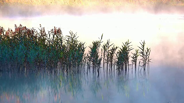 详情图-芦苇，山中的晨雾，晨雾，晨露，视频效果，艾特尔，阿尔卑斯，奈瑟尔旺，Allgäu,,4K