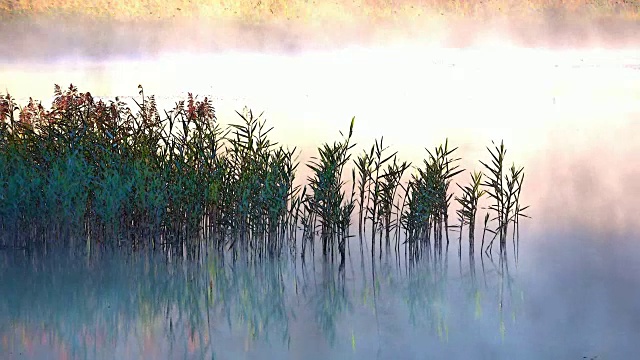 详情图-芦苇，山中的晨雾，晨雾，晨露，视频效果，艾特尔，阿尔卑斯，奈瑟尔旺，Allgäu,,4K
