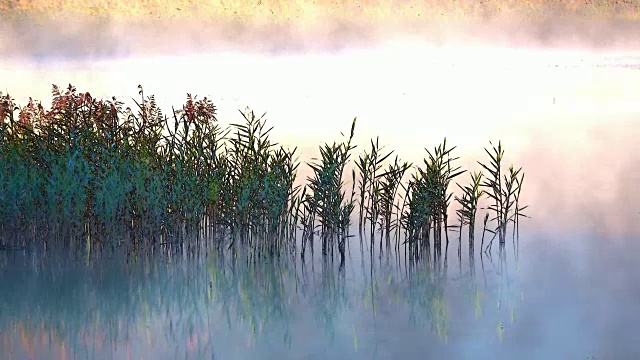 详情图-芦苇，山中的晨雾，晨雾，晨露，视频效果，艾特尔，阿尔卑斯，奈瑟尔旺，Allgäu,,4K