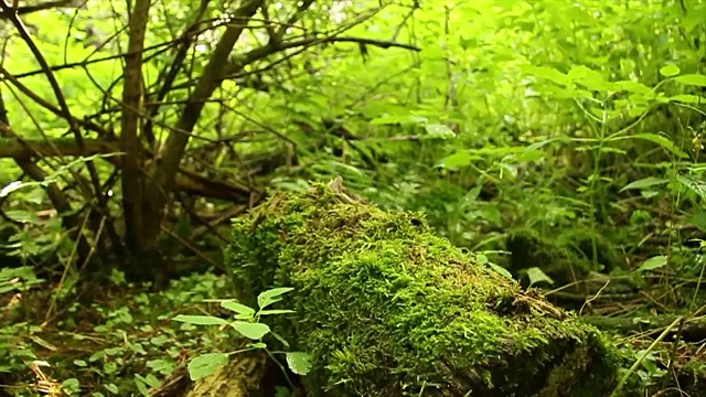 苔藓森林地面与阳光眩光