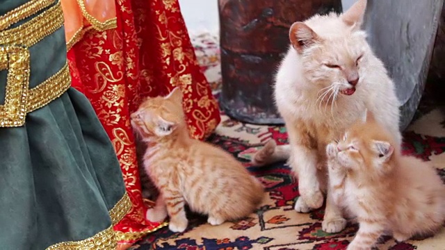 成年homelles红母猫洗澡，也给她的小红猫洗澡