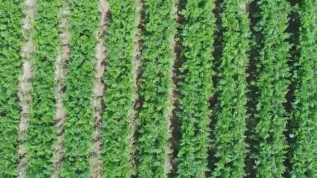种植田鸟瞰图