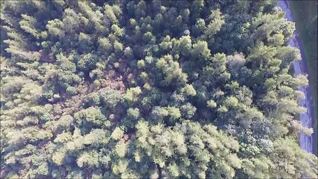 飞越阿尔卑斯山的松林