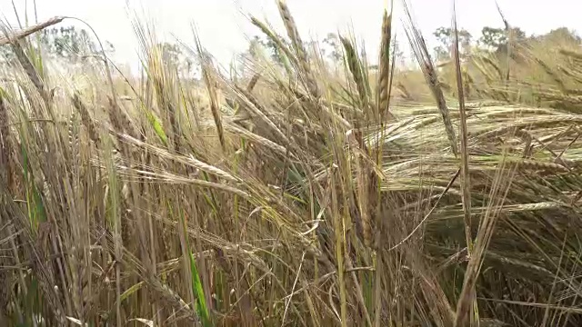 阳光明媚的日子里，风摇动着田里成熟的麦穗