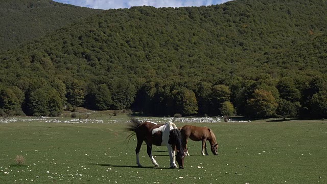 2匹美丽的马在意大利被绿色群山包围的山谷里吃草的视频。