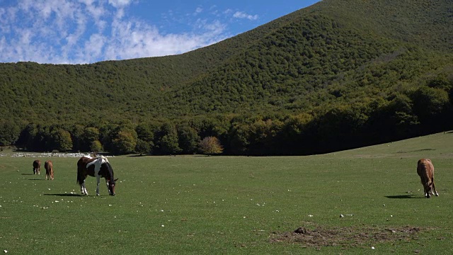 2匹美丽的马在意大利被绿色群山包围的山谷里吃草的视频。