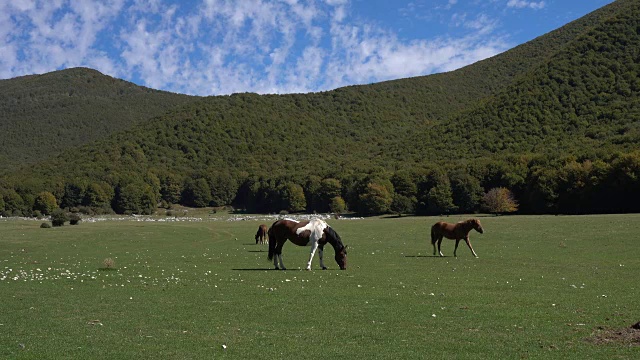 2匹美丽的马在意大利被绿色群山包围的山谷里吃草的视频。