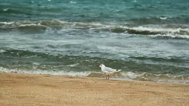 海边沙滩上的一只海鸥