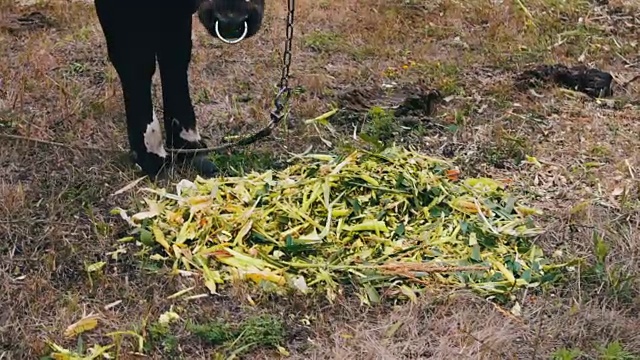 年轻的黑白公牛在田野上吃新鲜的绿色食物。牛吃草