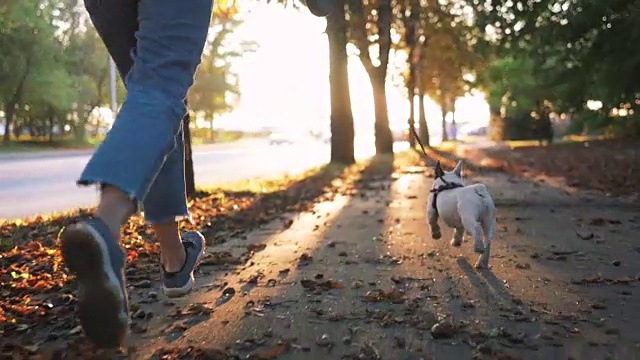 詳情圖-年輕快樂的女人玩小可愛的法國斗牛犬在道路在日落在秋天