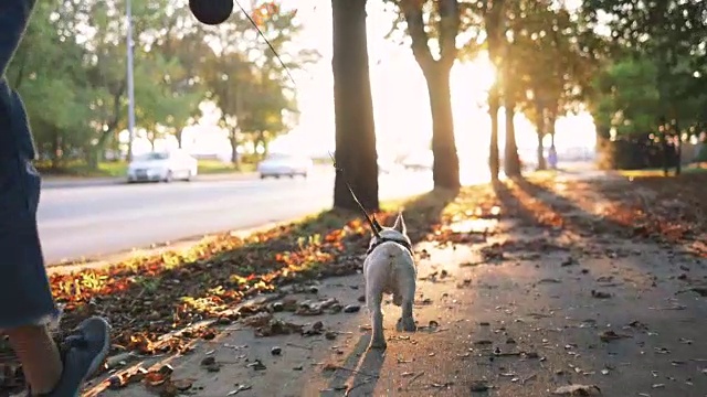 詳情圖-年輕快樂的女人玩小可愛的法國斗牛犬在道路在日落在秋天