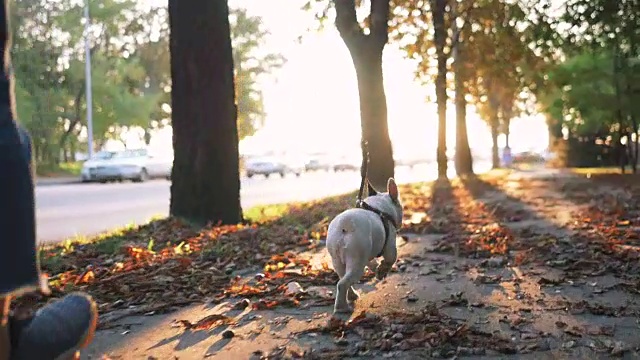 詳情圖-年輕快樂的女人玩小可愛的法國斗牛犬在道路在日落在秋天