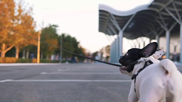 年轻快乐的女人和可爱的法国斗牛犬在城市背景的道路上玩