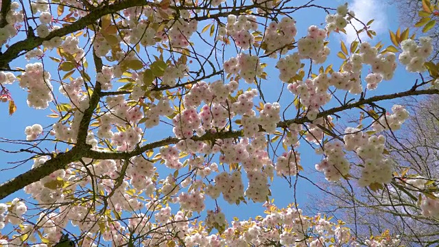 库肯霍夫的樱花