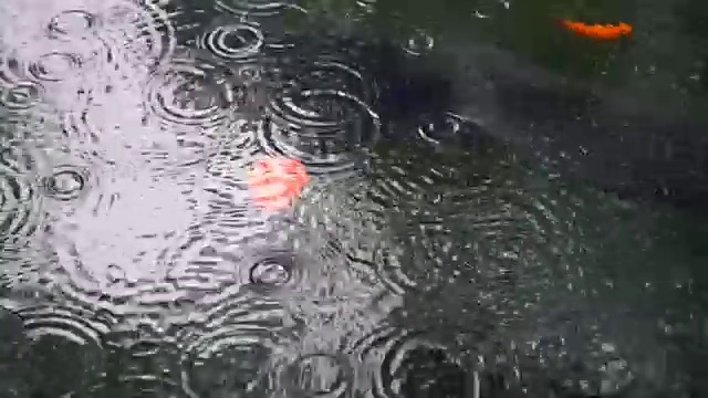 雨水在水面上泛起涟漪