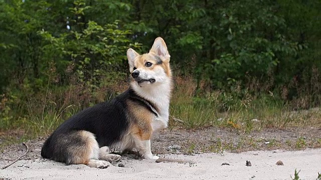 一只快乐而满足的威尔士柯基犬奔过田野。