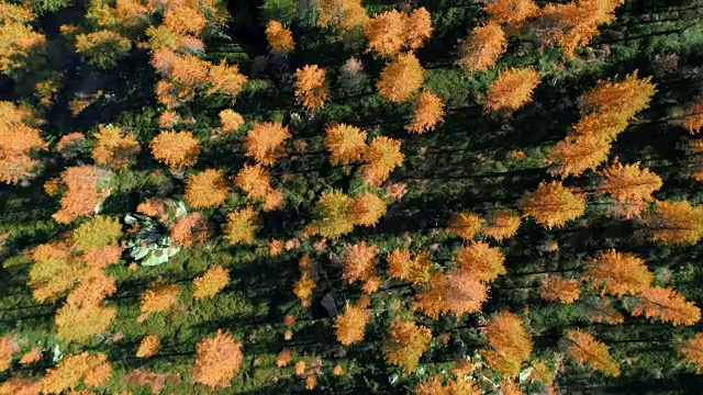 在阳光明媚的秋天，空中俯瞰橙色和红色的落叶松森林。欧洲阿尔卑斯山户外丰富多彩的自然景观，山野秋季的建立。4k无人机飞行建立镜头