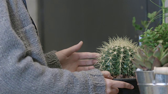 女孩在仙人掌植物商店购物