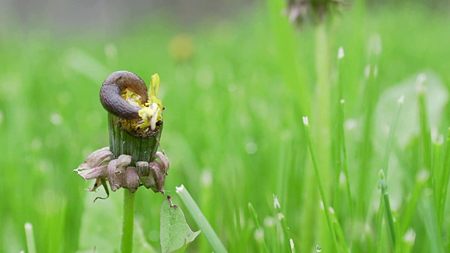 鼻涕虫在院子里吃蒲公英