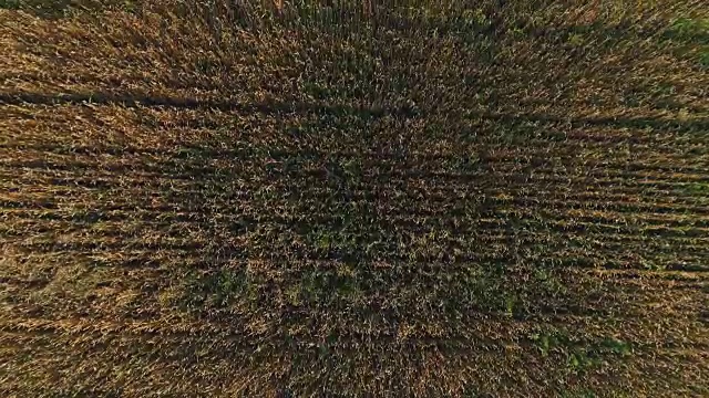 空中测量日落时金黄色的麦田