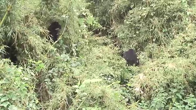 野生大猩猩动物卢旺达非洲热带森林