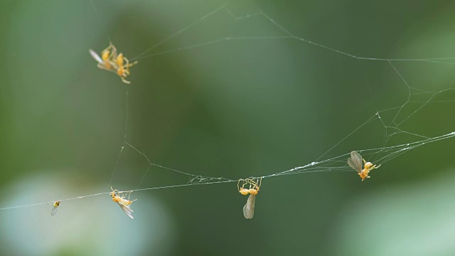 蜘蛛网上的昆虫
