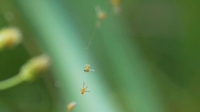 蜘蛛网上的昆虫