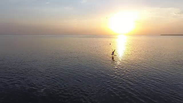 在落日的慢镜头中，鸟儿在海面上飞翔