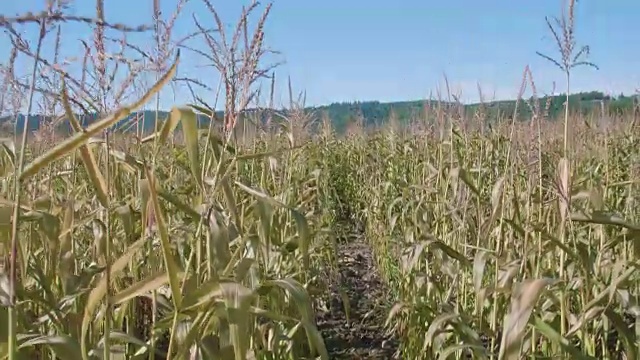 在玉米田的框架内向上移动显示天空