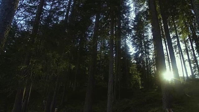 阳光穿过Dolomites森林的松树，美丽的自然，意大利