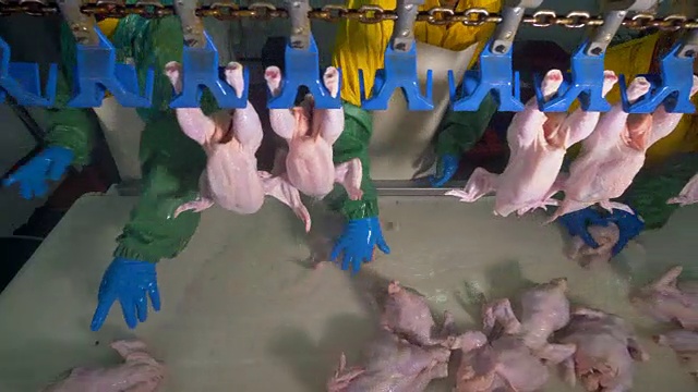 工人们将鸡肉安装到头顶的塑料槽中。