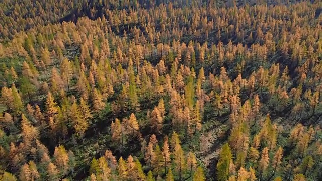 在阳光明媚的秋天，从头顶向后空中发现高山山谷和橙色落叶松森林。阿尔卑斯山户外色彩斑斓的自然山野秋实的建立。4k无人机飞行建立