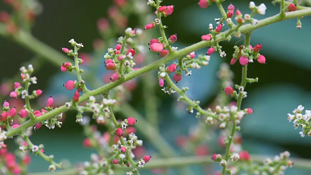 蚂蚁吃花4k分辨率