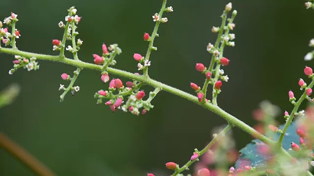 蚂蚁吃花4k分辨率