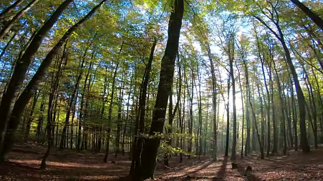 山毛榉林，山毛榉林，水杨树，布痕瓦尔德，洛布瓦尔德，落叶林，木材，山毛榉叶，秋天，Spessart，巴伐利亚，4K