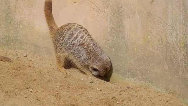 小浣熊在地上抓土