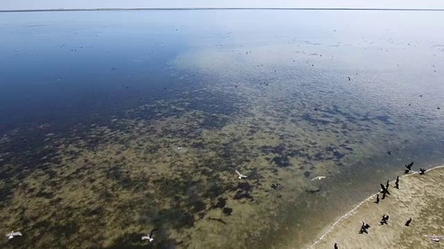 鸟瞰一群鸬鹚在扎里哈赫的沙滩上飞过