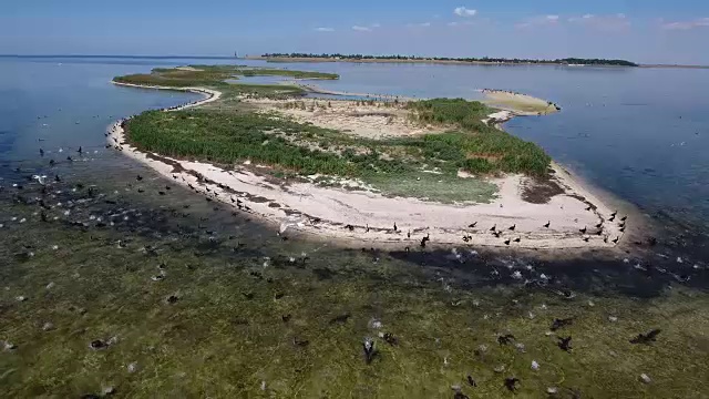 空中拍摄的扎里尔哈赫岛的黑海鱼群和盘旋的海鸥