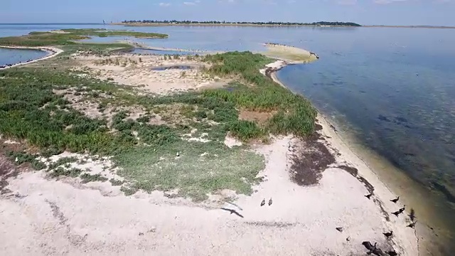 空中拍摄的扎里尔哈赫岛的黑海浅滩和飞翔的海鸥
