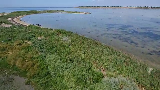 空中拍摄的扎里哈赫岛的黑海鱼群和飞行的鸬鹚