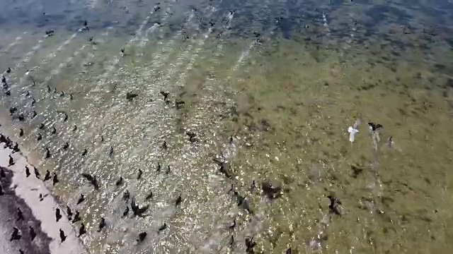 鸟瞰一排鸬鹚坐在扎里哈赫的沙滩上
