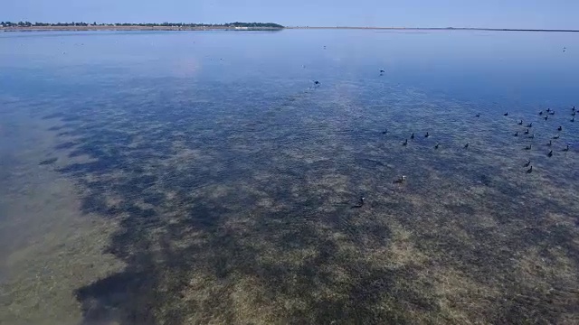 空中拍摄的一排鸬鹚坐在Dzharylhach的沙滩上