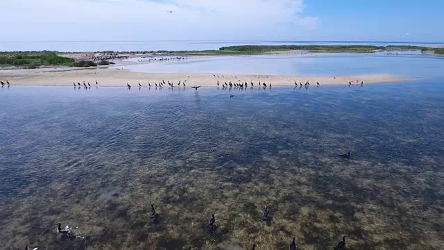 鸟瞰图:鸬鹚飞过焦里哈克湿地浅滩