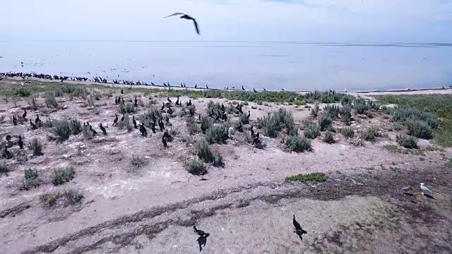 从空中拍摄的鸬鹚群飞过Dzharylhach的沙滩