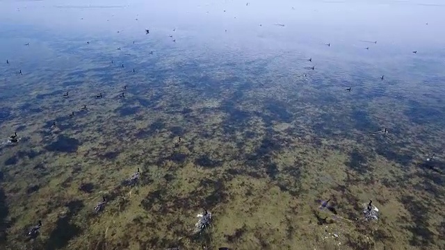 空中拍摄的数百只鸬鹚飞过Dzharylhach的沙滩