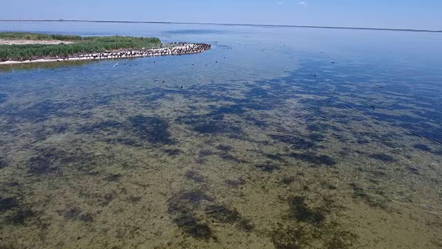 鸟瞰图，鸬鹚飞过焦里哈赫湿地海滩