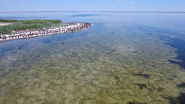 海鸥和鸬鹚在Dzharylhach湿地上空的航拍