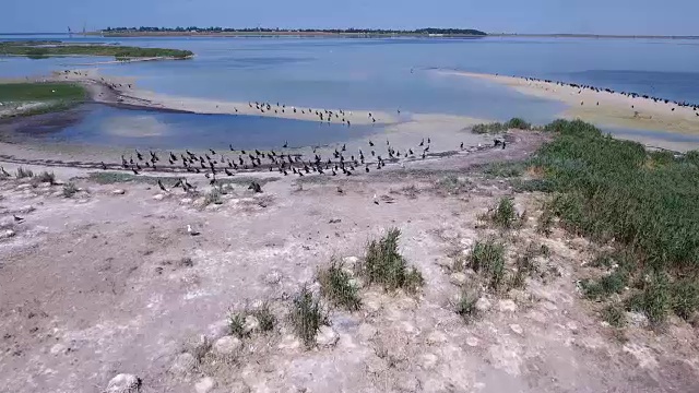 从空中拍摄的海鸥和鸬鹚飞过Dzharylhach的沙滩